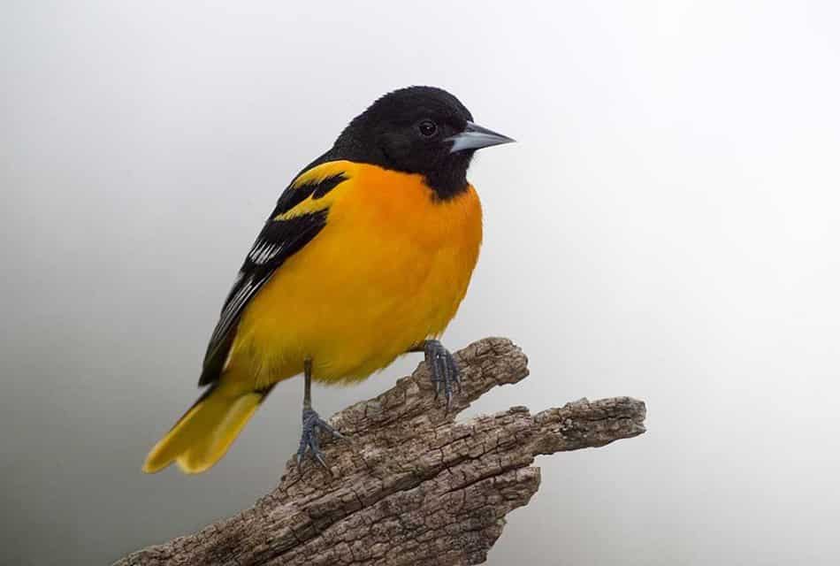 Small black and yellow bird sits on a piece of driftwood.