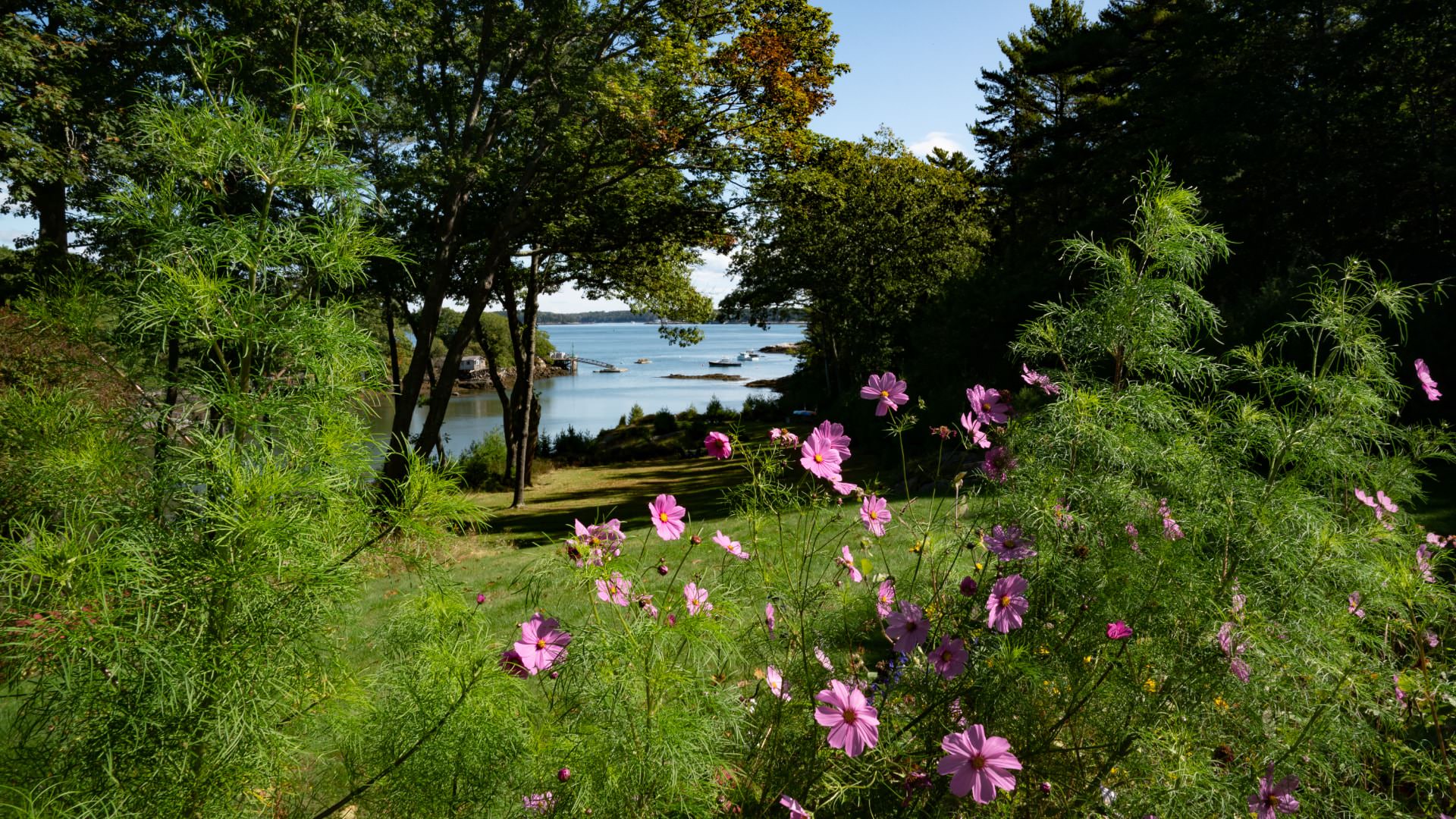 Close up view of light purple flowers with green grass, green trees, and cove of water in the background